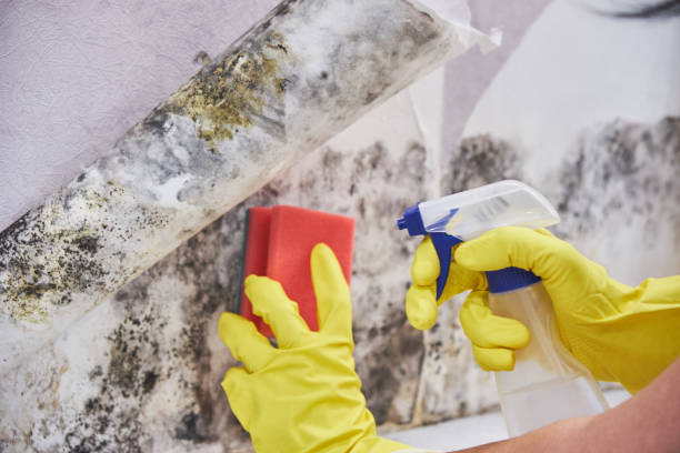 Why You Should Choose Our Mold Remediation Services in Old Brookville, NY